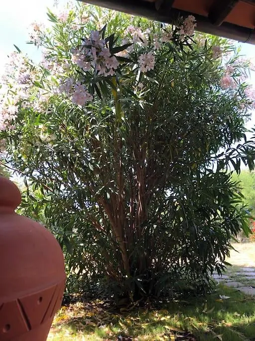 Villetta Reparata Santa Teresa Gallura Holiday home